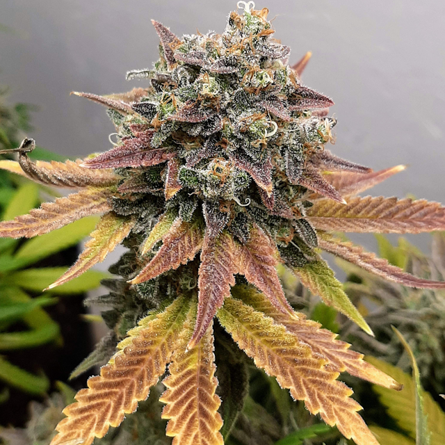 Original Sensible Seeds Do Si Dos OG Image 3